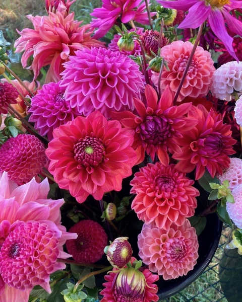 Dorset Dahlias